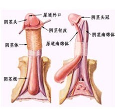 做包皮手术长春哪家医