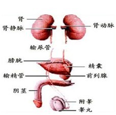 阳痿的症状是什么呢